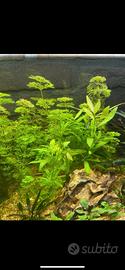 Limnophila sessiliflora pianta per acquario