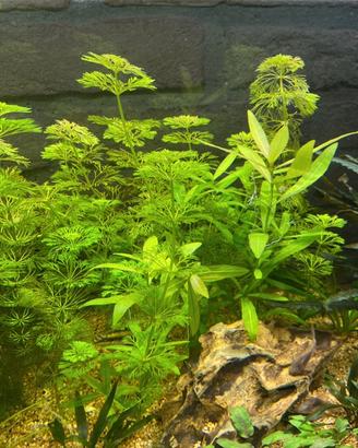 Limnophila sessiliflora pianta per acquario