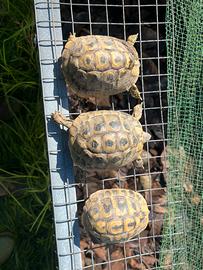 Testudo hermanni boettgeri thb tartarughe di terra