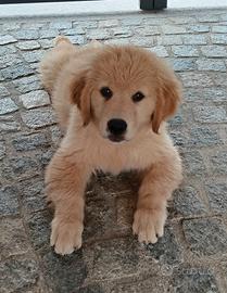 Cuccioli di Golden Retriever con Pedigree ENCI