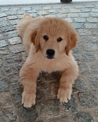 Cuccioli di Golden Retriever con Pedigree ENCI