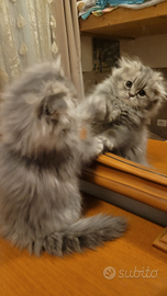 Cuccioli gattini Persiani