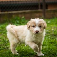Cucciola di Border collie