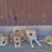 Cuccioli Akita inu ADOZIONE ADOZIONE