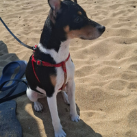 Cucciolo jack russel