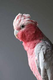 Cacatua roseicapilla
