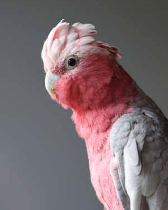 Cacatua roseicapilla