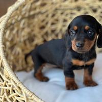 Bassotto Tedesco Cuccioli
