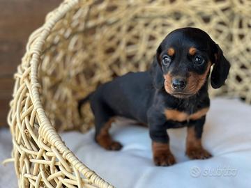 Bassotto Tedesco Cuccioli