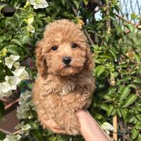 Cuccioli di barboncino