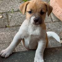 Cuccioli Jack Russel