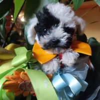 Barboncini mini Toy cuccioli