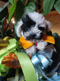 Barboncini mini Toy cuccioli