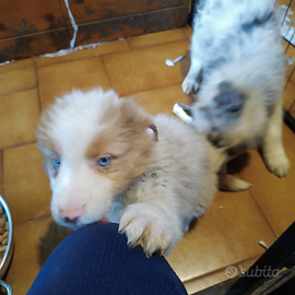 Border collie Red merle