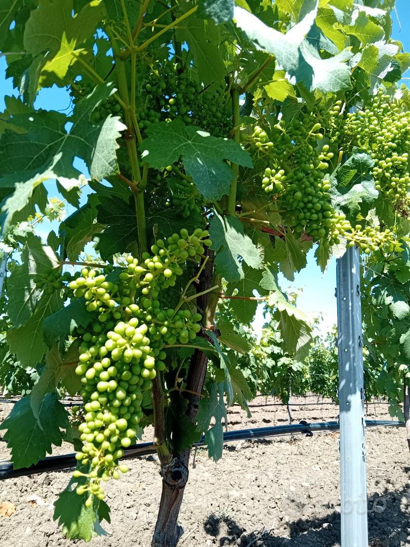 Lotti agricoli parzialmente coltivati a vigneto - Vista 3