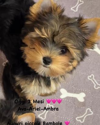 Colorful yorkshire terrier