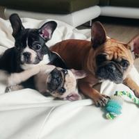 Cuccioli di bulldog francese