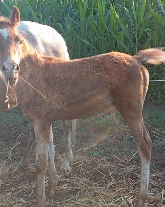 Puledro arabo