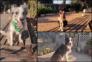 Cuccioli di border collie