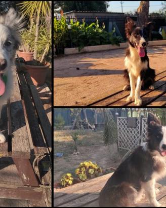 Cuccioli di border collie