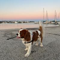 Cavalier King maschio 2 anni e mezzo per monta