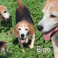Bigo, un cane davvero speciale