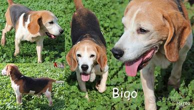 Bigo, un cane davvero speciale