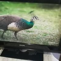 TV Philips 32 