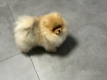Pomerania