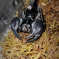 Heterometrus silenus