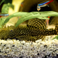 Pesce pulitori per esubero