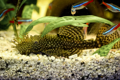 Pesce pulitori per esubero