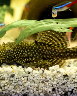 Pesce pulitori per esubero