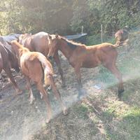 Cavallo