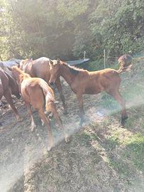 Cavallo