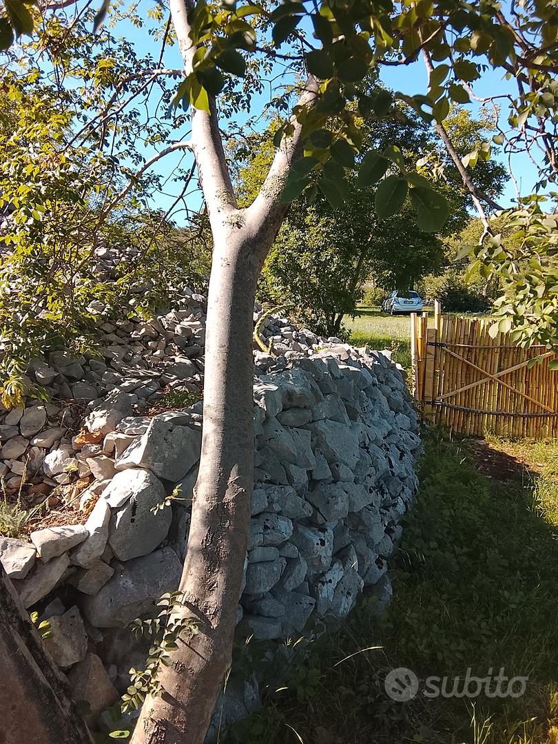 TERRENO 1250 mq recintato a San Michele del Carso - Vista 3