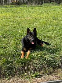 Pastore tedesco disponibile per accoppiamento