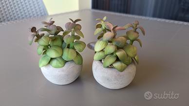 Set 2 piantine grasse artificiali decorative con v
