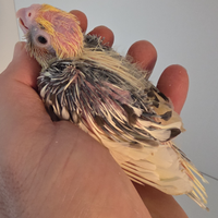 Calopsite da imbecco ancestrali a tre poppate