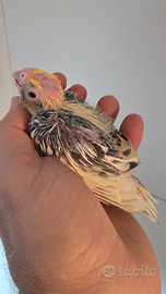 Calopsite da imbecco ancestrali a tre poppate