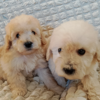 Barboncino Maschietto toy albicocca