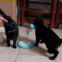 Cloe e Black fratellini indivisibili