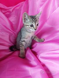 Gattina