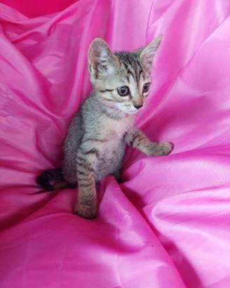 Gattina