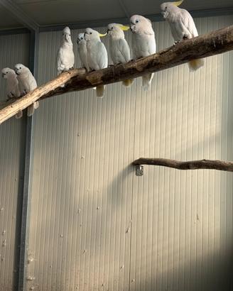 Coppie giovani cacatua e amazzoni