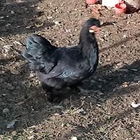 Polli