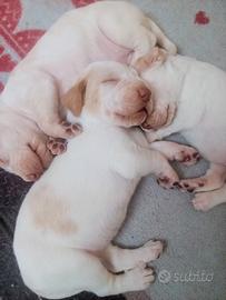 Bracco Italiano