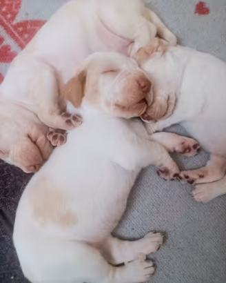 Bracco Italiano