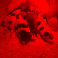 Bulldog francese