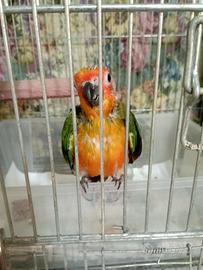 Pullo di conuro del sole